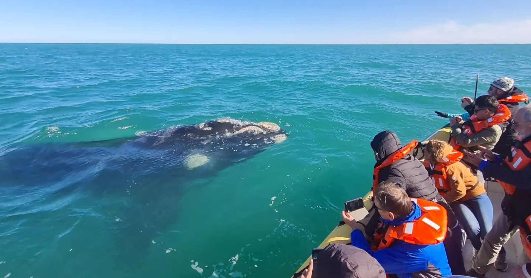 Inauguración de la temporada de ballenas en Las Grutas y San Antonio