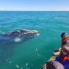 Imagen de Las Grutas y San Antonio inauguraron la temporada de ballenas: ir a vivir un mar lleno de vida