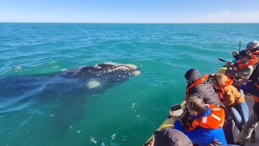 Las Grutas y San Antonio inauguraron la temporada de ballenas: ir a vivir un mar lleno de vida