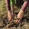 Imagen de Río Negro lanza "¡Sé planta!": la campaña masiva para salvar al sauce criollo, su único árbol nativo
