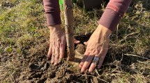 Imagen de Río Negro lanza «¡Sé planta!»: la campaña masiva para salvar al sauce criollo, su único árbol nativo