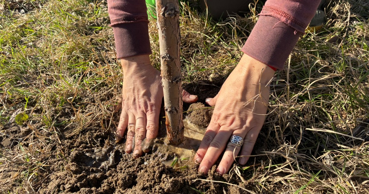 Río Negro inicia la campaña "¡Sé planta!" para proteger el sauce criollo