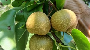 Presentaron BRS Áurea, una nueva variedad de pera adaptada para el sur de Brasil