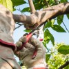 Imagen de ¿Hay que podar el limonero en agosto? El momento exacto para hacerlo sin perjudicar la planta