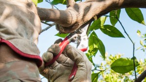 ¿Hay que podar el limonero en agosto? El momento exacto para hacerlo sin perjudicar la planta