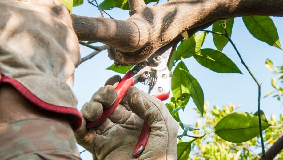 El objetivo no es achicar el árbol, sino mantener una estructura equilibrada y bien ventilada.
