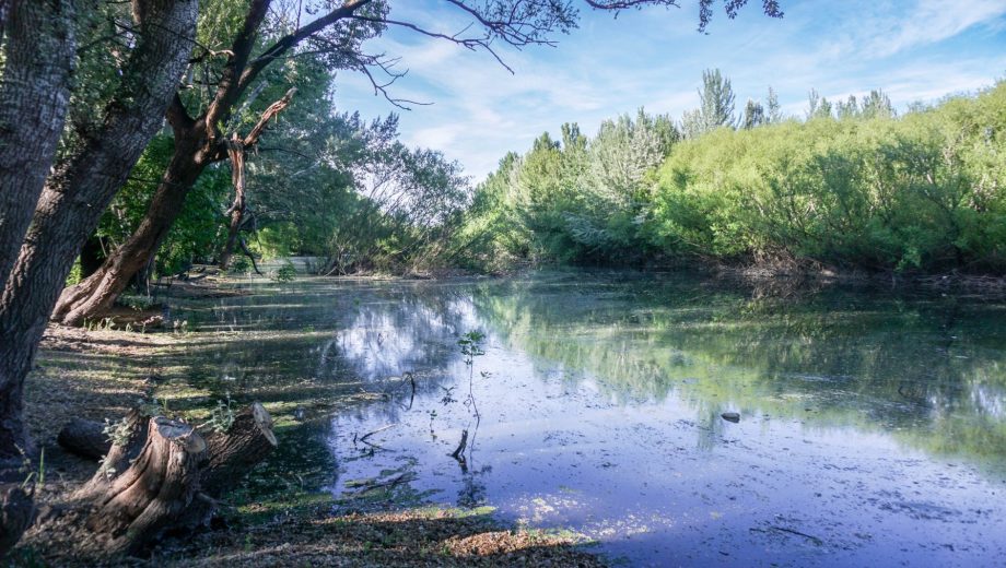Brazo del río Limay que linda con La Reserva, el barrio botánico que desarrolla Eleganza. Foto: gentileza Eleganza Desarrollos.