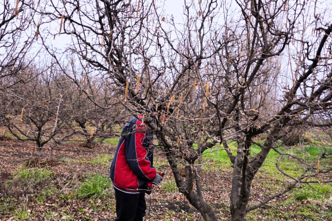 De cero al campo: la historia del pionero de las avellanas