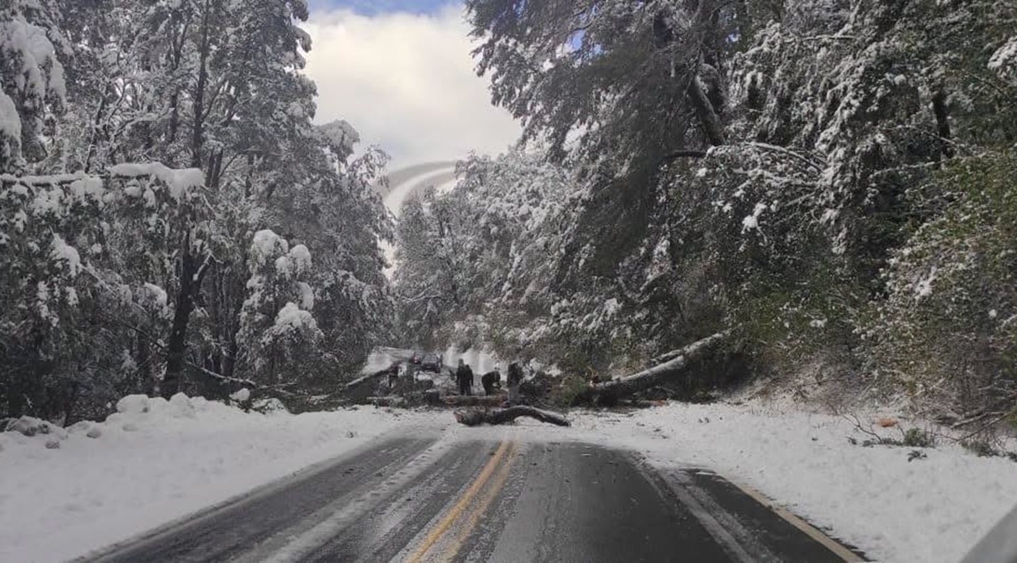 Caída de un árbol en la Ruta 231 de Neuquén interrumpe el tránsito