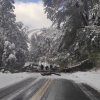 Imagen de Un árbol de gran porte cayó sobre la Ruta 231 de Neuquén y obligó a suspender el tránsito