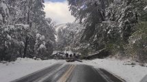 Imagen de Un árbol de gran porte cayó sobre la Ruta 231 de Neuquén y obligó a suspender el tránsito