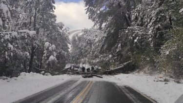 Un árbol de gran porte cayó sobre la Ruta 231 de Neuquén y obligó a suspender el tránsito