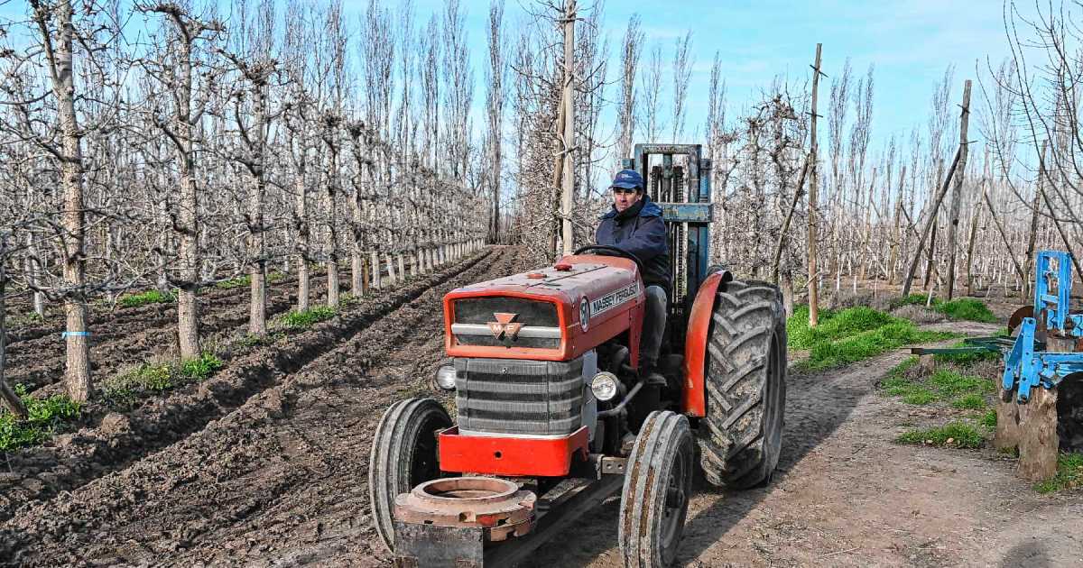 De crisis a sustentabilidad: chacra frutal en General Roca se transforma