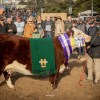 Imagen de Cuatro décadas de pasión por la genética ganadera en la Patagonia
