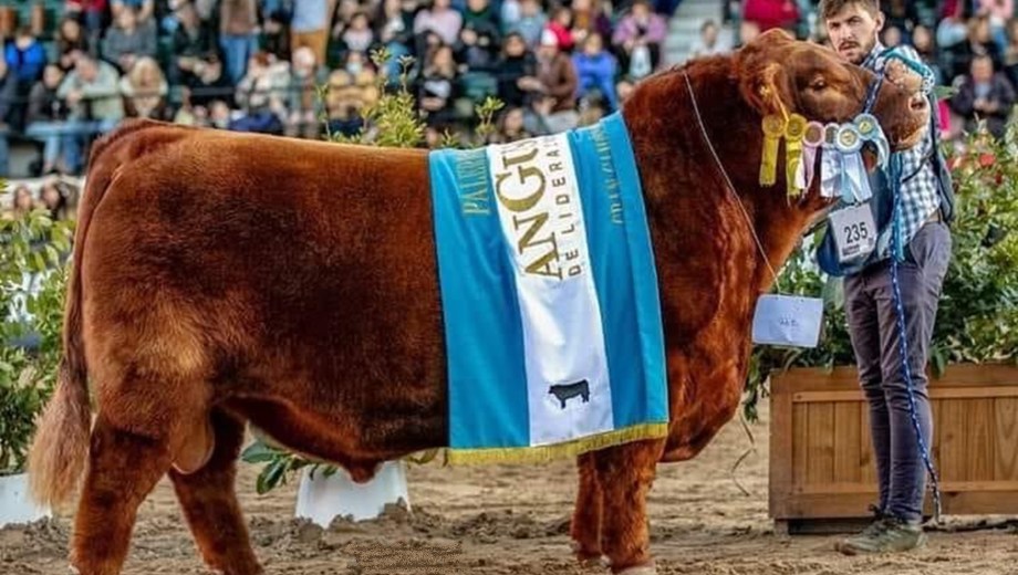 Álvaro, el toro récord de cabaña Santa Rosa.