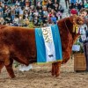 Imagen de Álvaro superstar: compraron tres vacas de pedigree en liquidación hace 20 años, y ahora vendieron el 50% de un toro Angus colorado en 300 millones de pesos