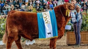 Álvaro superstar: compraron tres vacas de pedigree en liquidación hace 20 años, y ahora vendieron el 50% de un toro Angus colorado en 300 millones de pesos