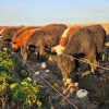 Imagen de Producir carne en invierno en los valles irrigados de la Norpatagonia: la carne de la remolacha se puso a prueba