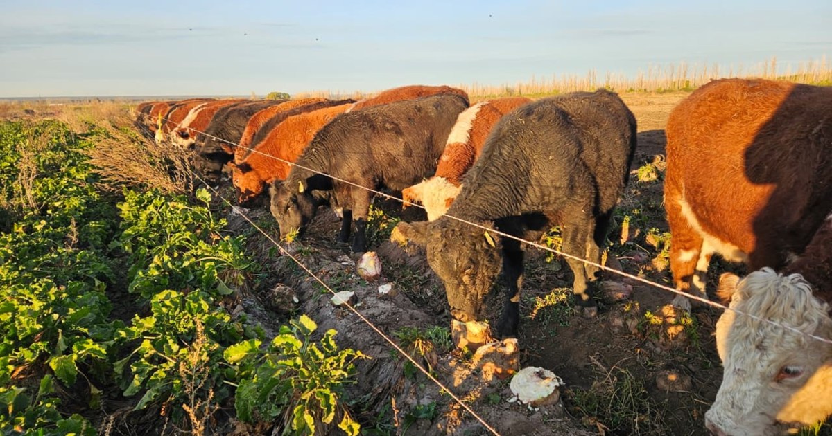 Evaluación de la carne producida con remolacha forrajera en Norpatagonia