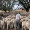 Imagen de Un campo que ya transita su cuarta generación en la cría ovina en la Patagonia