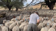Imagen de Un campo que ya transita su cuarta generación en la cría ovina en la Patagonia