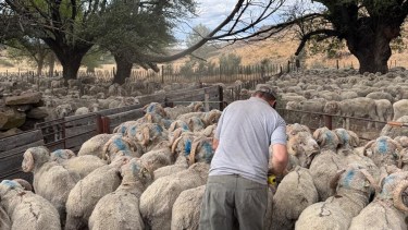 Un campo que ya transita su cuarta generación en la cría ovina en la Patagonia