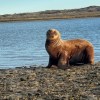 Imagen de Rescataron y liberaron un lobo marino en Las Grutas: apareció entre los médanos y volvió al mar