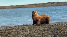 Imagen de Rescataron y liberaron un lobo marino en Las Grutas: apareció entre los médanos y volvió al mar