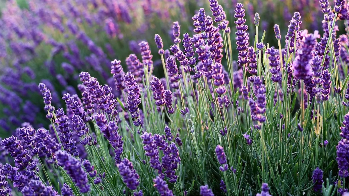Consejos para podar la lavanda antes de la primavera