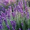 Imagen de El secreto para que la lavanda no crezca despareja: qué hacer antes de la primavera