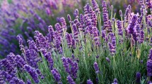 Imagen de El secreto para que la lavanda no crezca despareja: qué hacer antes de la primavera