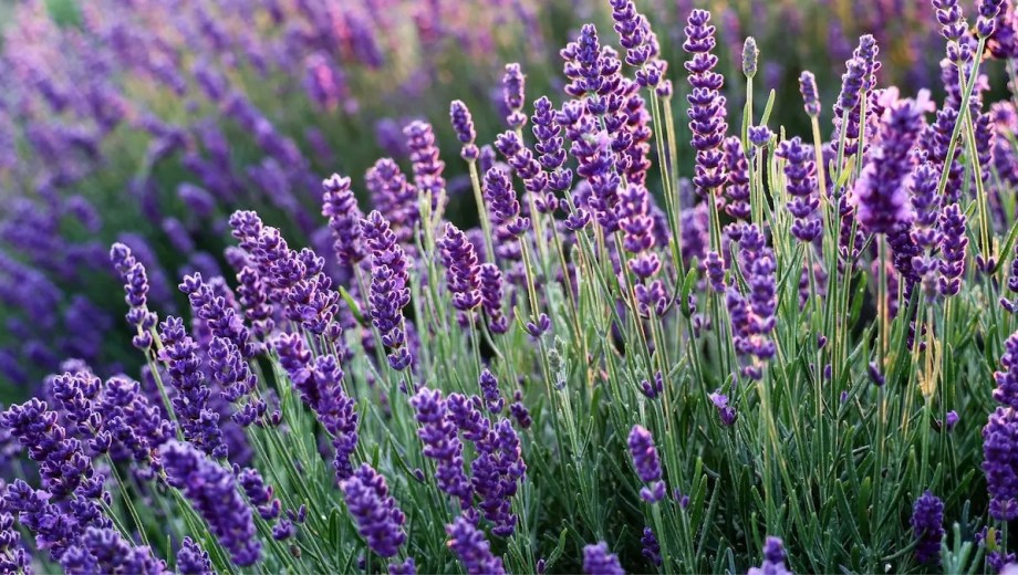 Qué hacer con la lavanda en agosto para que crezca compacta y se llene de flores
