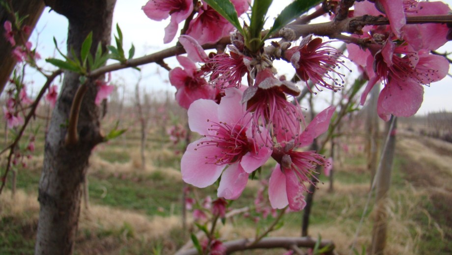 Floración en frutos de carozo.