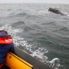 Imagen de Temporada de fauna marina 2026 en Las Grutas: todas las actividades que habrá en el Golfo San Matías