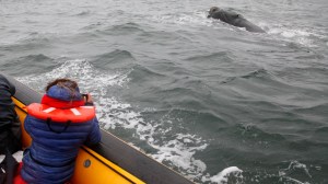 Temporada de fauna marina 2026 en Las Grutas: todas las actividades que habrá en el Golfo San Matías