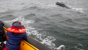 Temporada de fauna marina 2026 en Las Grutas: todas las actividades que habrá en el Golfo San Matías