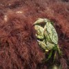 Imagen de El cangrejo invasor de Patagonia: analizaron 79 ejemplares y encontraron una historia más compleja