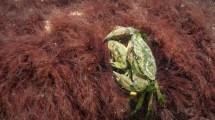 Imagen de El cangrejo invasor de Patagonia: analizaron 79 ejemplares y encontraron una historia más compleja