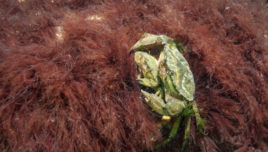 La investigación aporta nuevas evidencias sobre la historia de invasión del cangrejo verde en Patagonia. Foto: Nicolás Battini.