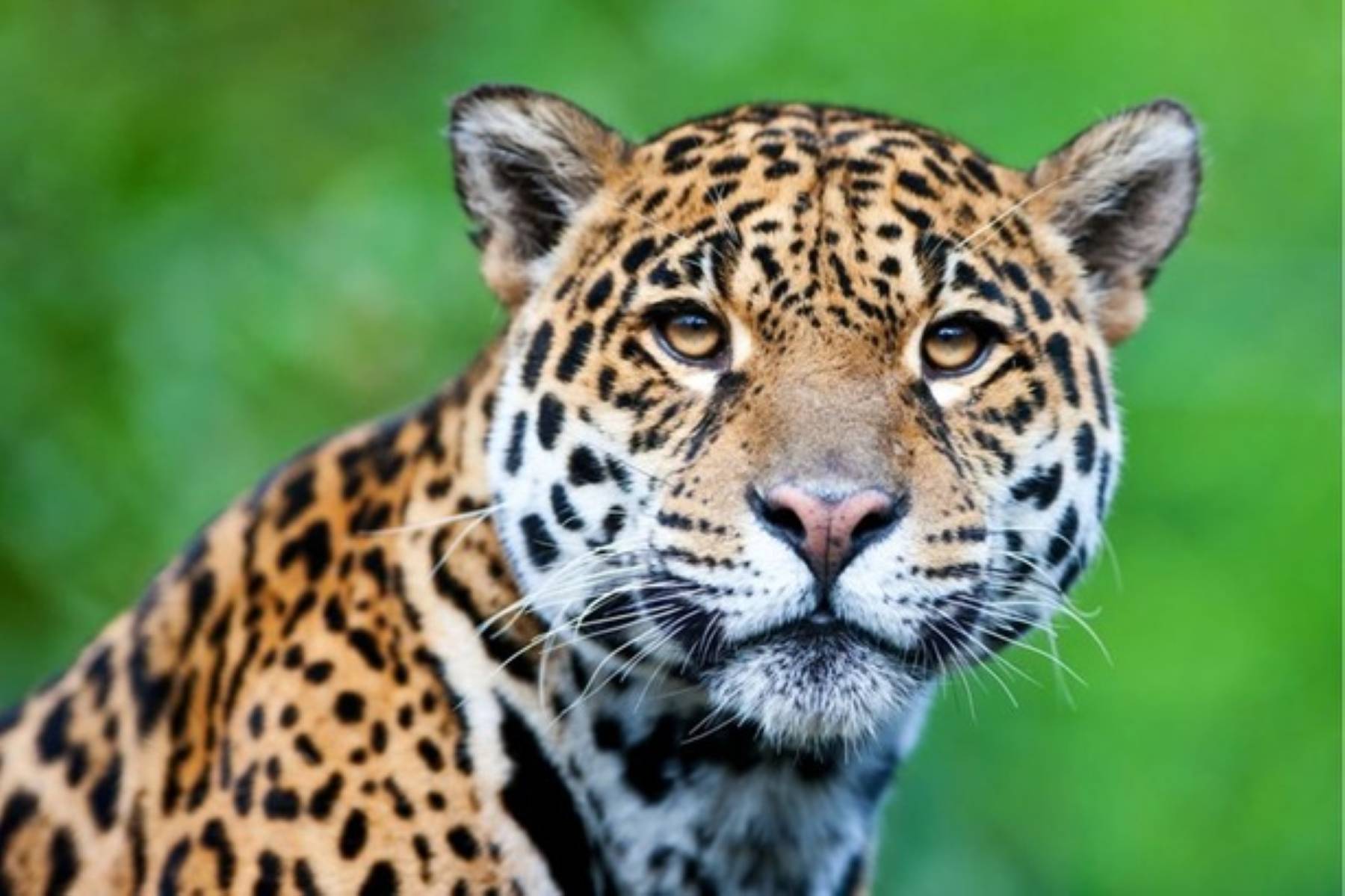 Apepú y su cachorro juegan en el Parque Nacional Iguazú: un hallazgo valioso
