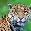 Imagen de El tierno juego que conmovió a los científicos: la yaguareté Apepú y su nueva cría en la selva de Misiones
