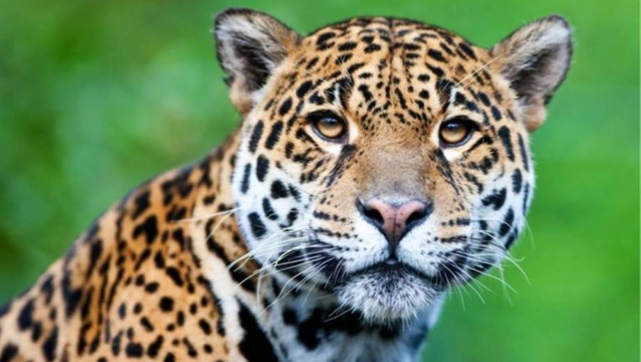Proyecto Yaguareté, el programa científico que se despliega en el Parque Nacional Iguazú.-