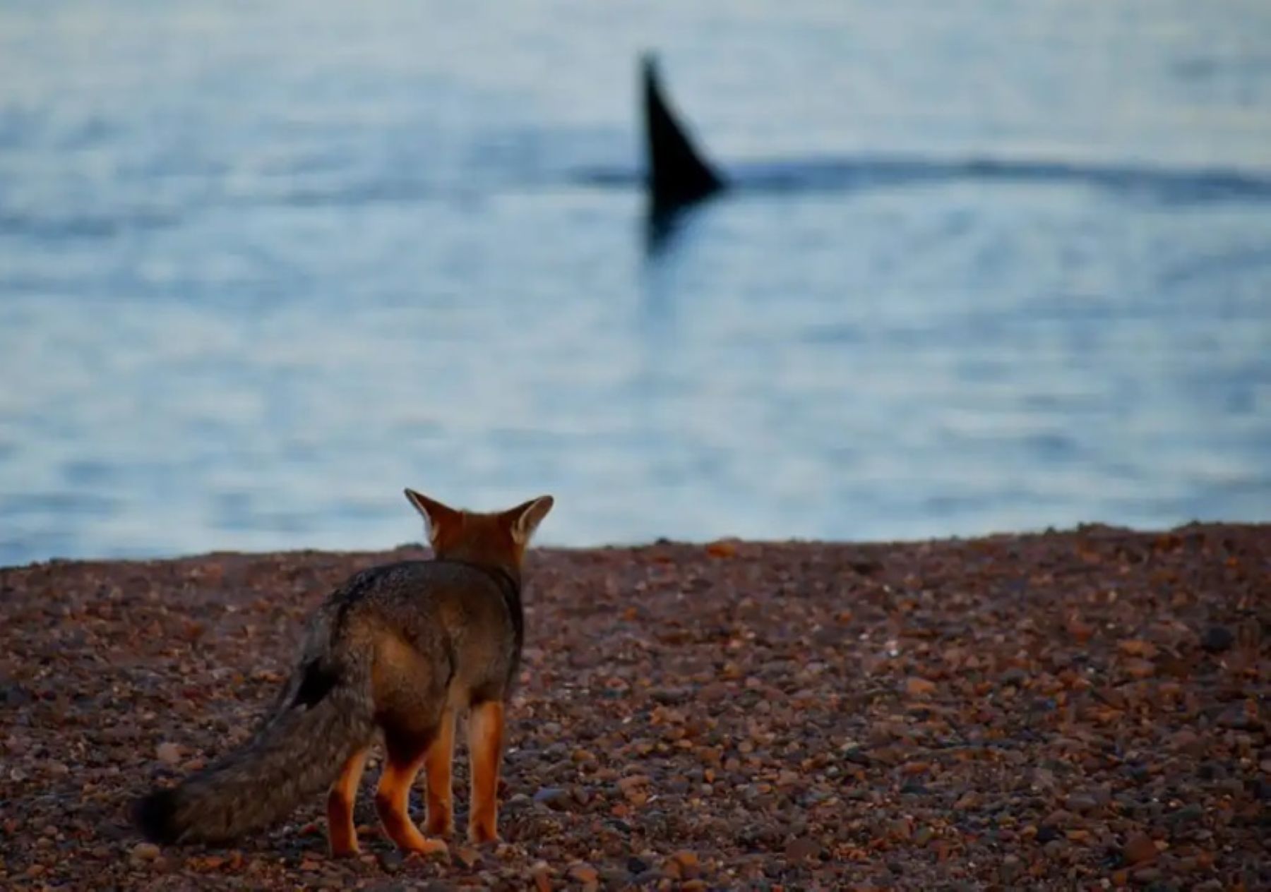 El conmovedor video de un zorro observando ballenas en la costa de Chubut