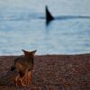Imagen de Postal patagónica: el tierno video de un zorro mirando ballenas en Chubut que enamora