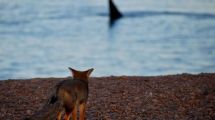 Imagen de Video viral: el zorro que enamora al mirar ballenas en las costas de la Patagonia