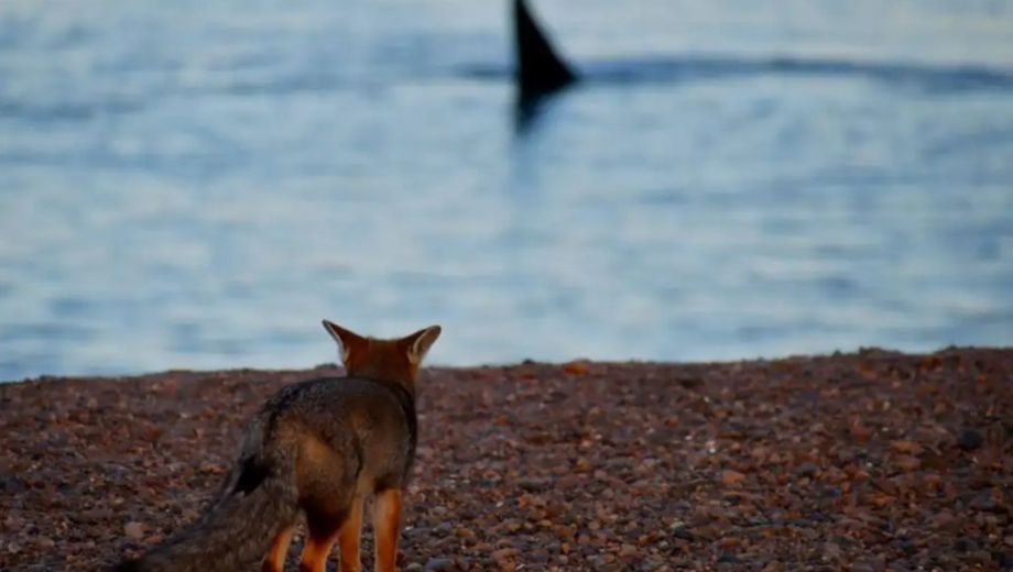 Un zorro contempla a las ballenas en El Doradillo, en una postal propia de la costa patagónica. Foto: archivo.-