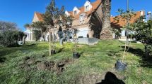 Imagen de De jardín a bosque urbano: el Paseo del Bicentenario de Viedma empieza a cambiar su paisaje