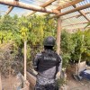 Imagen de Confirman la prisión domiciliaria para el principal acusado del secuestro récord de marihuana en Chos Malal