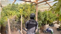 Imagen de Confirman la prisión domiciliaria para el principal acusado del secuestro récord de marihuana en Chos Malal