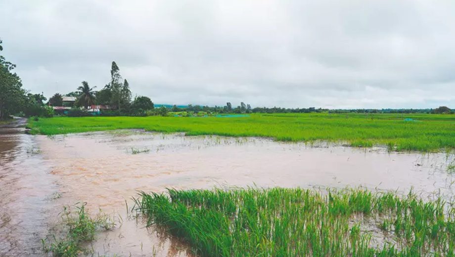 Las lluvias generan preocupación entre productores de Rio Grande do Sul, Santa Catarina y Paraná. Foto: archivo.